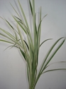 LILY GRASS VARIAGATED GROWER BUNCH 